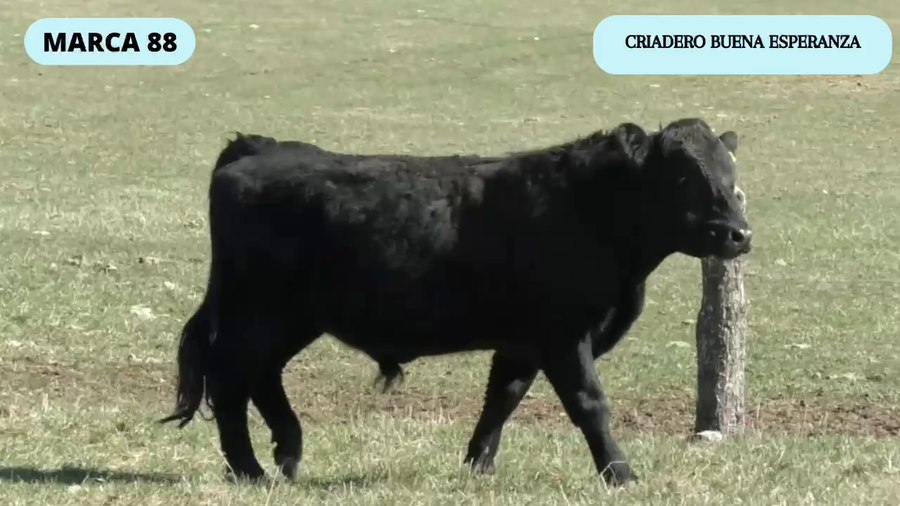 Lote 1 Toro en Coyhaique, XI Región Aysén