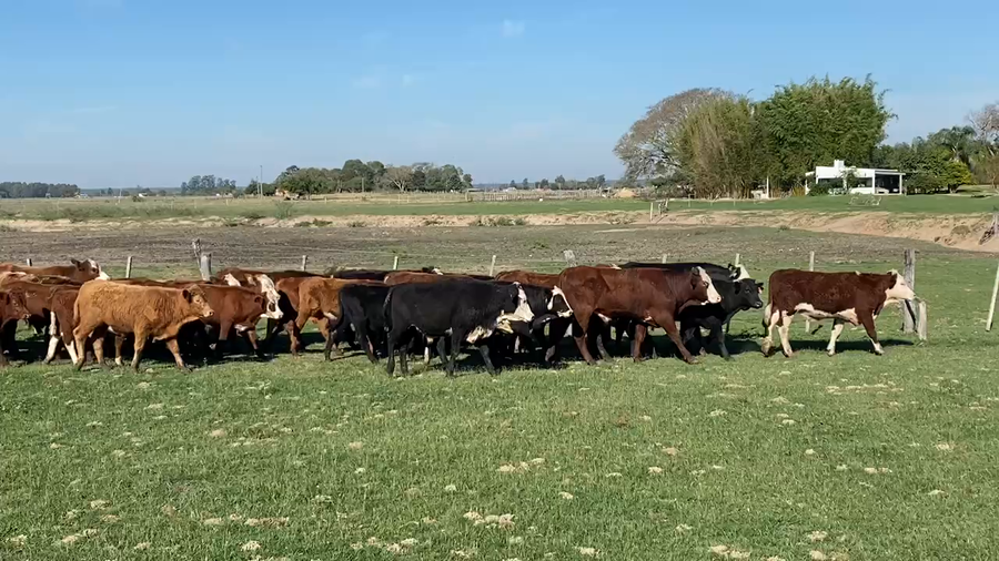 Lote 70 Novillitos en Esquina, Corrientes