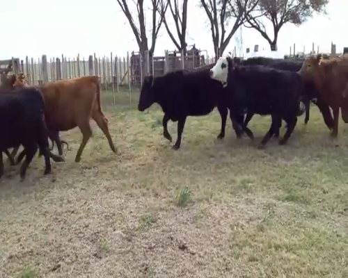 Lote 190 vaquillonas para entorar - Vicuña Mackenna Pcia Cordoba