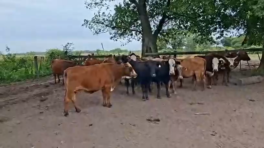 Lote 25 Vacas C/ gtia de preñez