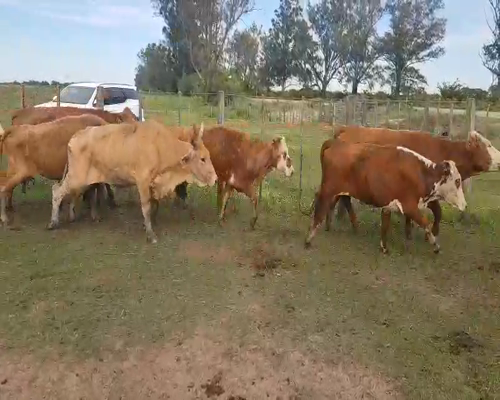 Lote 39 Vacas de invernar en Esquina, Corrientes