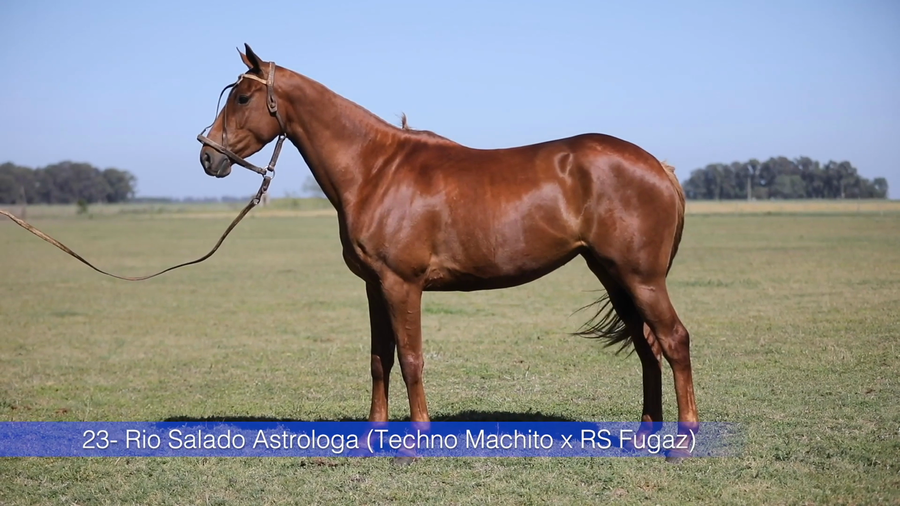 Lote RIO SALADO ASTROLOGA (TECHNO MACHITO - RIO SALADO FUGAZ)