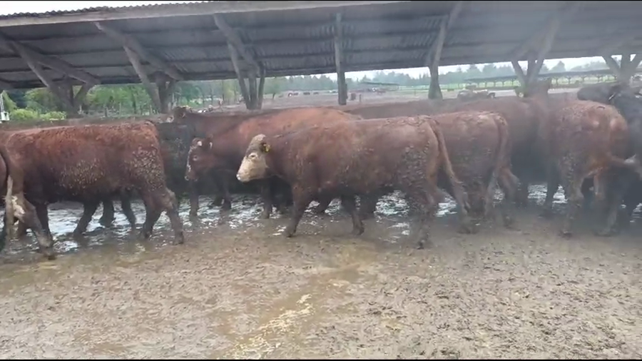 Lote 40 Novillo Gordo en Los Ángeles, VIII Región Biobío