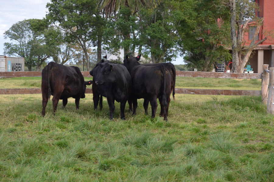 Lote LOS RAMONES: 4 vaquillas negras PP preñadas