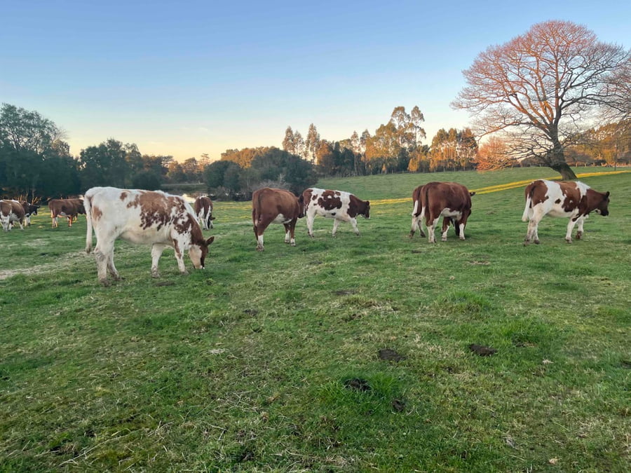 Lote 27 Vaquilla Preñada en X Región Los Lagos, Maullín