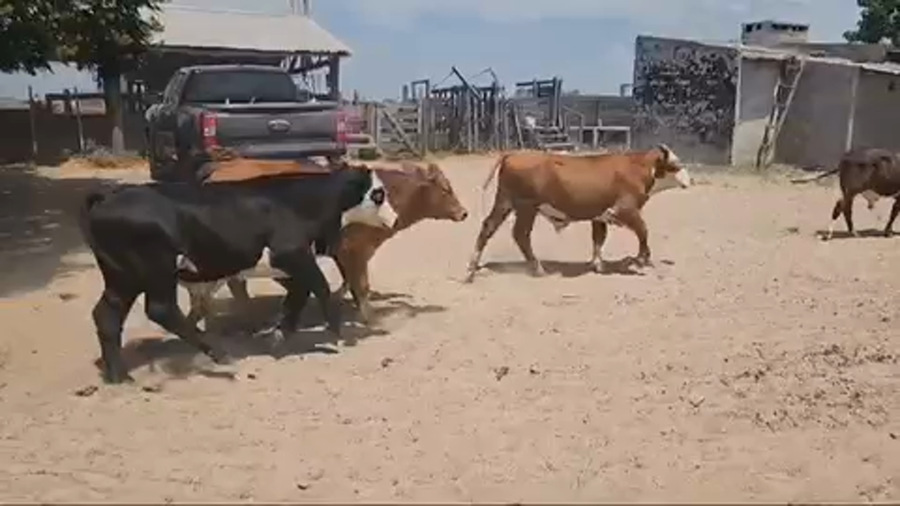 Lote 65 Terneros en Esquina, Corrientes