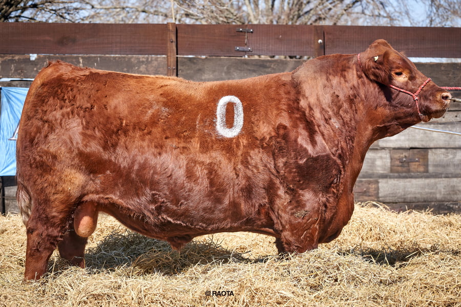 Lote Toro PP Cabaña ME Ken