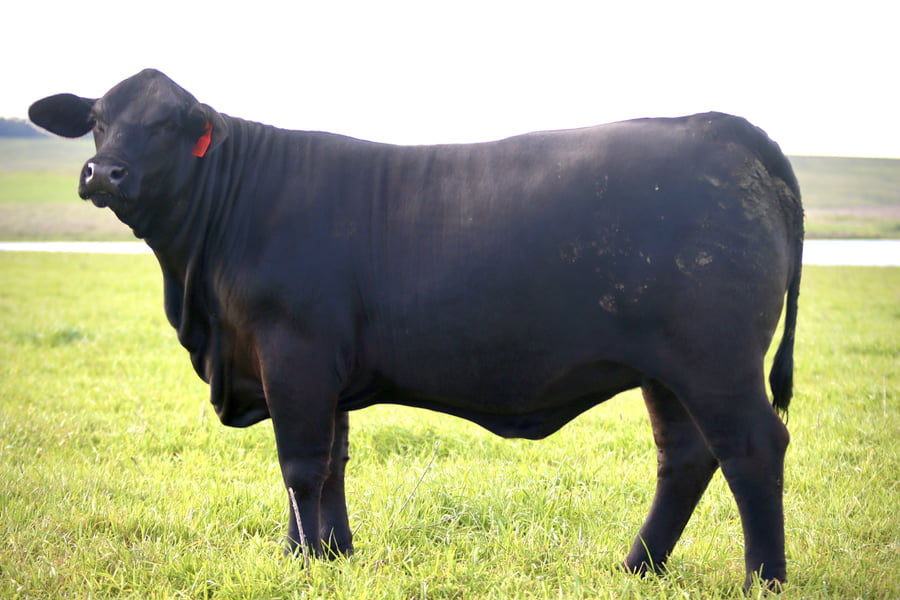 Lote MACEDO L S FRANCESCO 224 GLADIADOR 75 TE