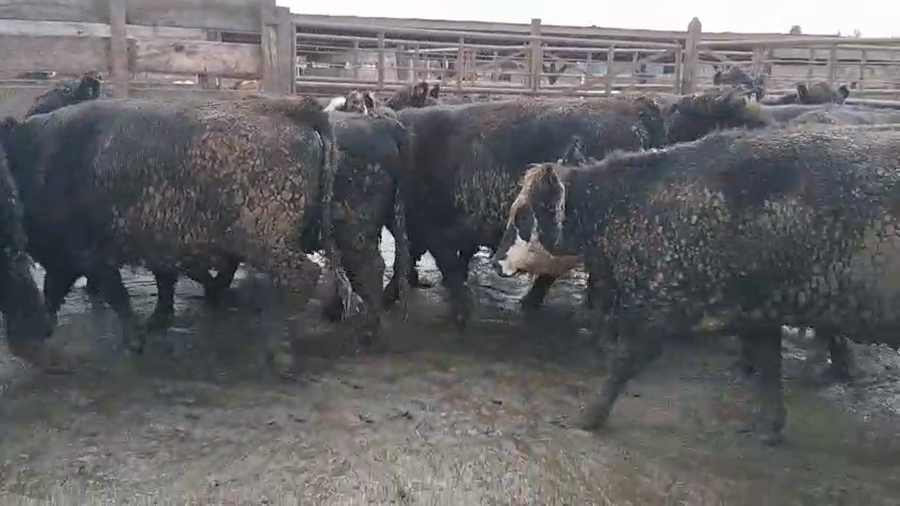 Lote 20 Vaquilla Gorda en Los Ángeles, VIII Región Biobío