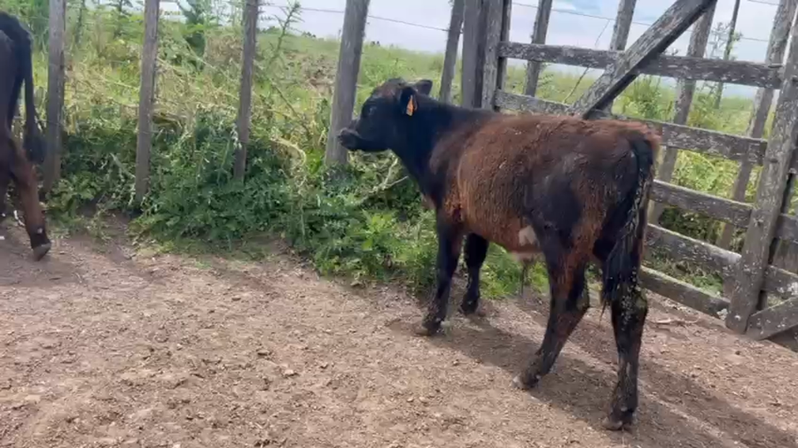 Lote 8 Terneros a remate en Pantalla Camy, San José