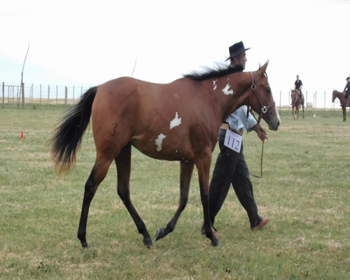 Lote TORMENTA PRIMAVERAL (PAINT)