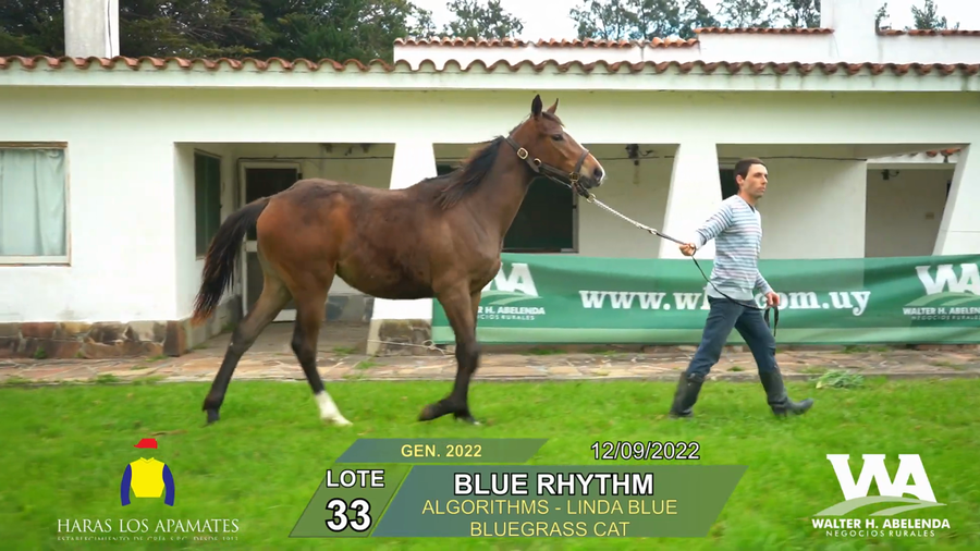 Lote BLUE RHYTHM