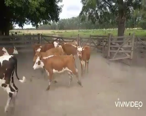 Lote 14 Terneras en Buenos Aires