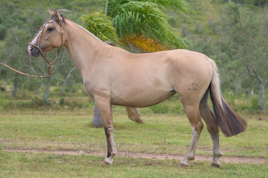 Lote Garantida del Mavial