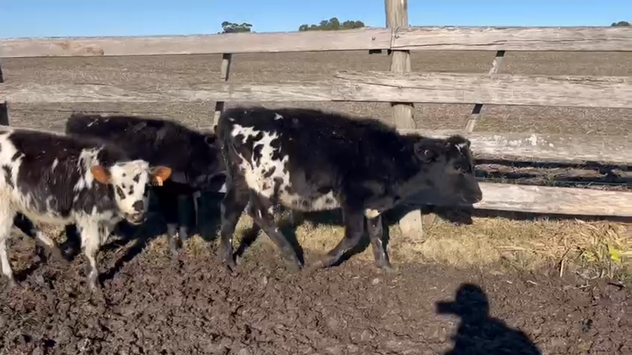 Lote 3 Terneros Cruzas a remate en Pantalla Camy en Ecilda