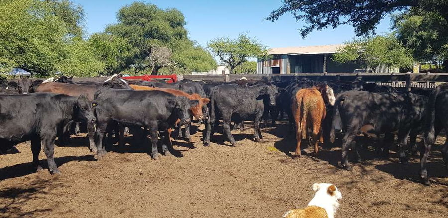 Lote 100 Novillos en Sauce, Corrientes