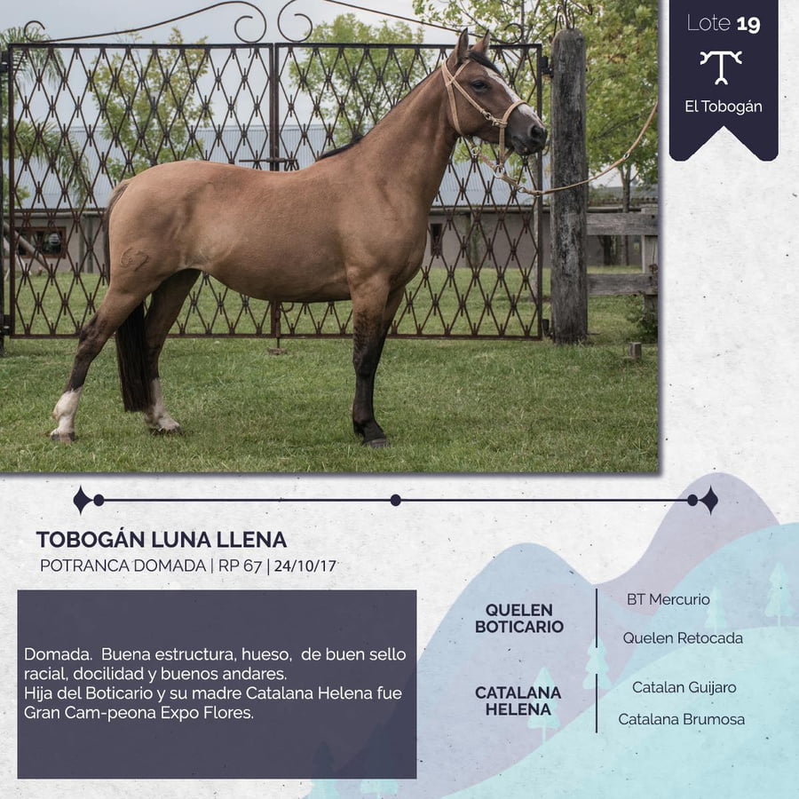 Lote TOBOGAN LUNA LLENA