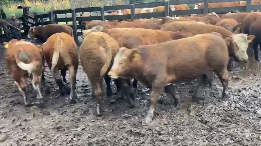 Lote 31 Ternero en Aysén, XI Región Aysén