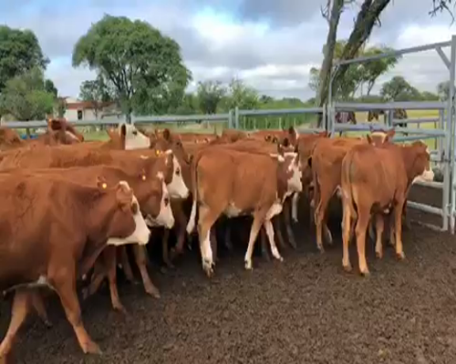 Lote 77 Terneros/as en Bonpland, Corrientes