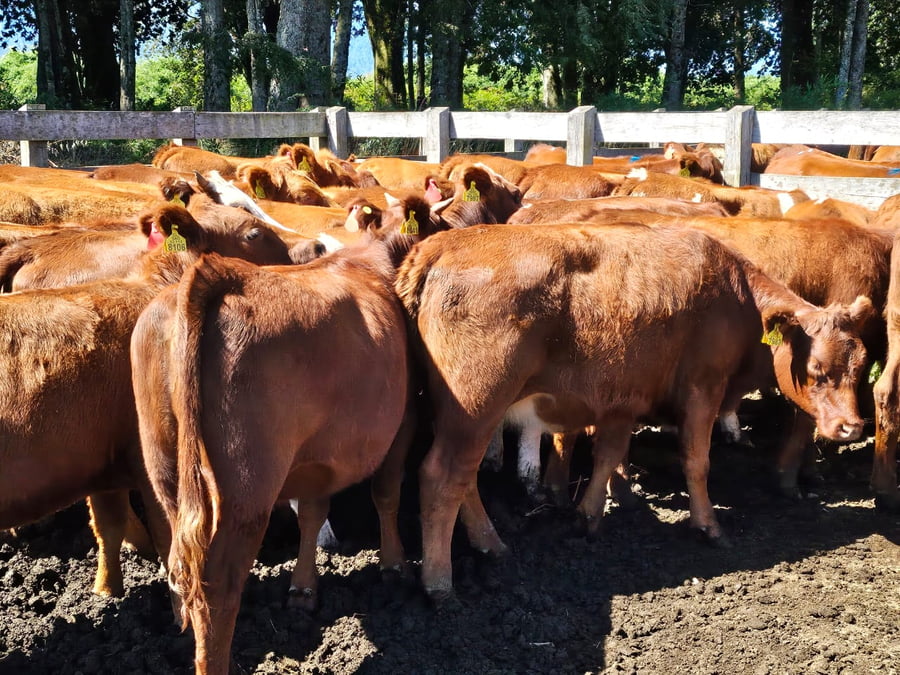 Lote 67 Vaquilla Engorda en Futrono, XIV Región Los Ríos