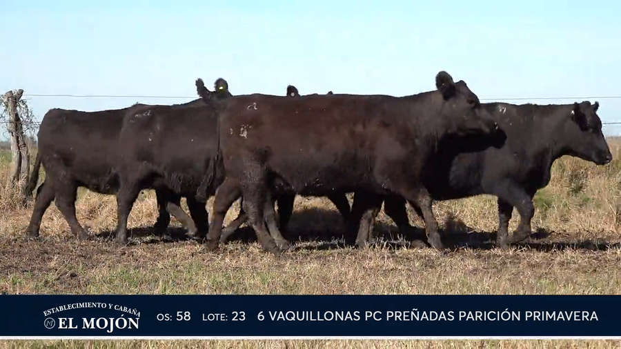 Lote NEGRAS PREÑADAS PARICIÓN PRIMAVERA