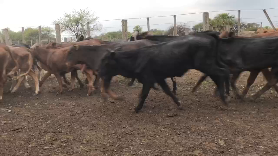 Lote 115 Terneras en Pto. Eva Perón, Chaco
