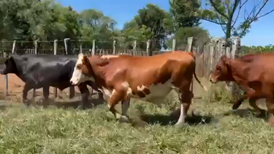 Lote 110 Novillos en Virasoro, Corrientes