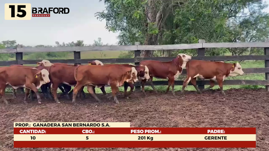 Lote LOTE 15