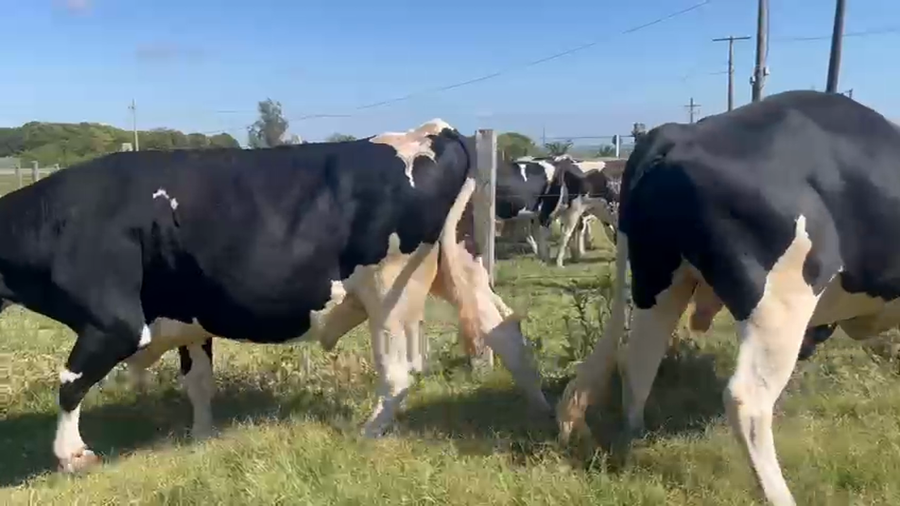 Lote 2 Toros, San José