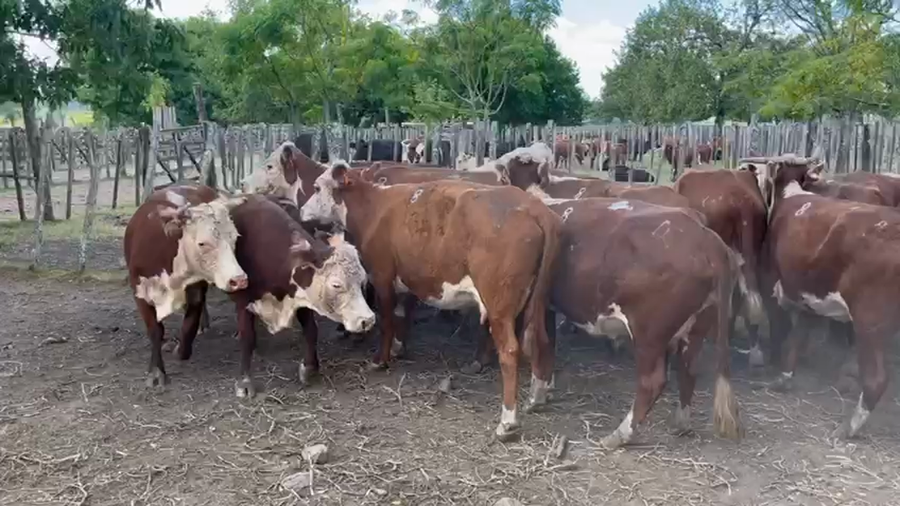 Lote 33 Vacas de Invernada