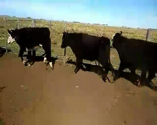 Lote 30 Novillitos en Laprida, Buenos Aires