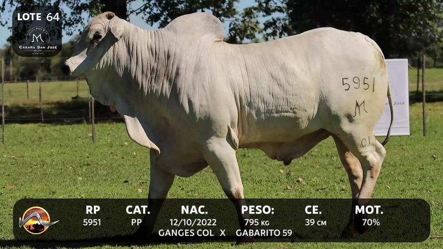 Lote LOTE 64