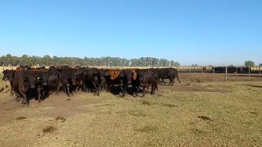 Lote 50 Vacas CUT preñadas en Bolívar, Buenos Aires
