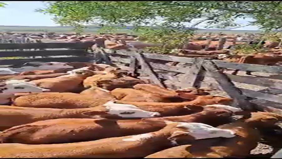 Lote 60 Terneros/as en Ituzaingó, Corrientes