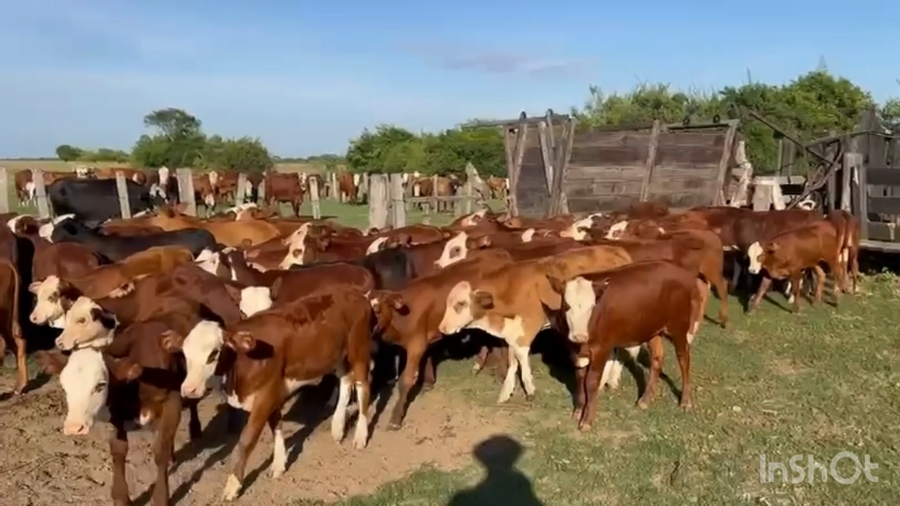 Lote 90 Terneros/as en Corrientes, Tabay