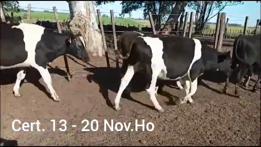 Lote NOVILLOS DE 1 A 2