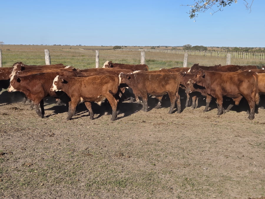 Lote 96 Terneros en Corrientes, Curuzu Cuatia