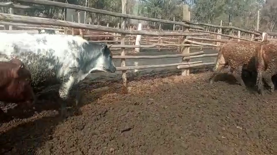 Lote 40 Novillo Gordo en Melipilla, Región Metropolitana