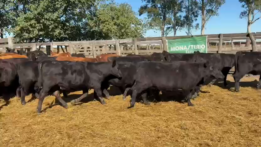 Lote 76 Vaquillonas en San Salvador - ER