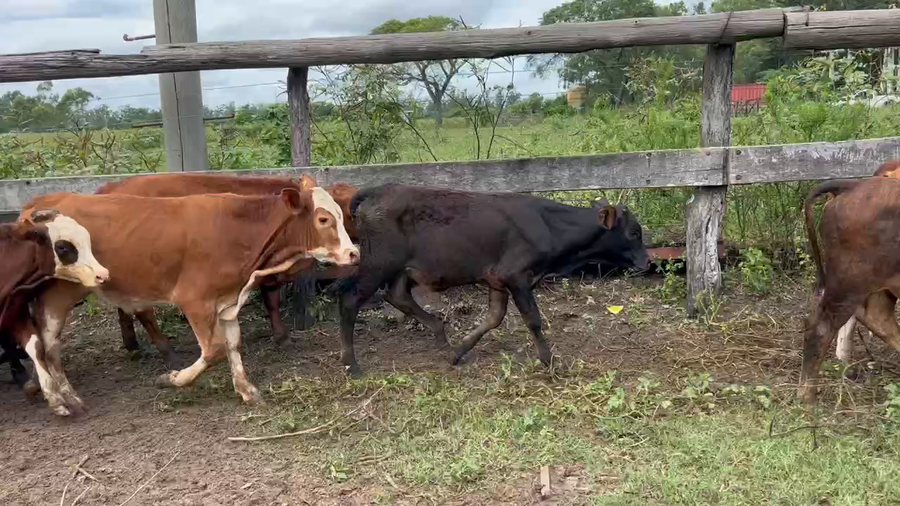 Lote 110 Terneros/as en Riachuelo, Corrientes