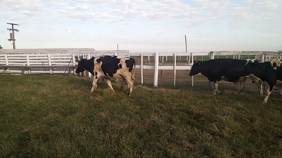 Lote 8 MEJ / Macho Entero Joven Holando Argentino en Porteña, Córdoba
