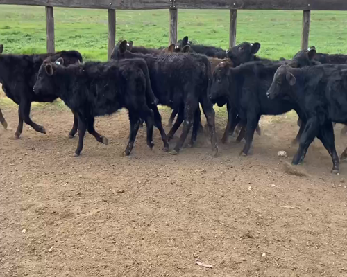 Lote 20 Terneros/as en Durazno, Entre Ríos