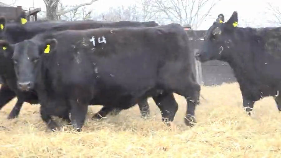 Lote Vaquillas Preñadas Me Ken