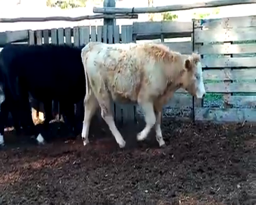 Lote 52 Ternera en V  Región Valparaíso, Cartagena