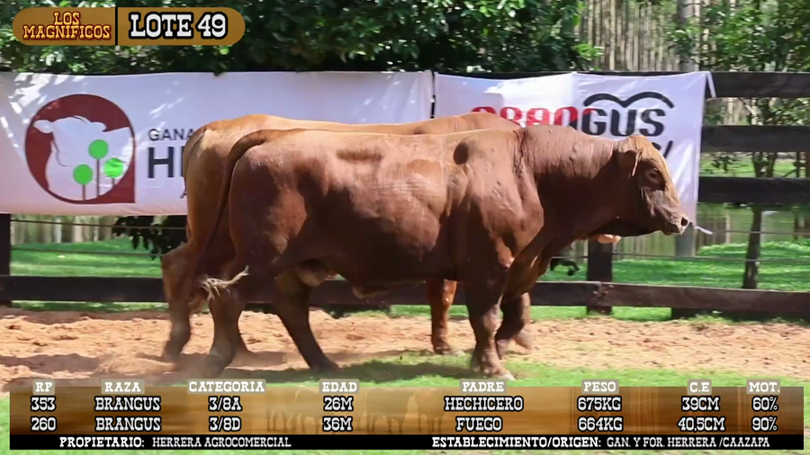 Lote LOTE 49