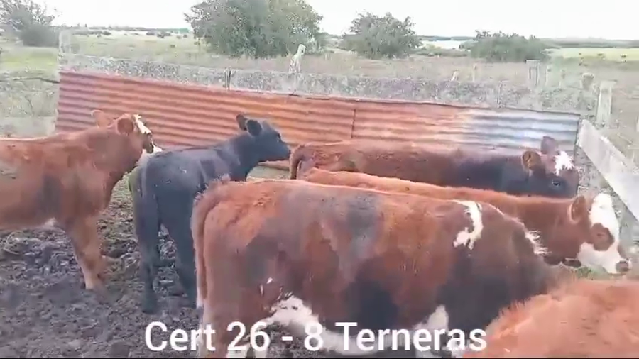 Lote TERNERAS