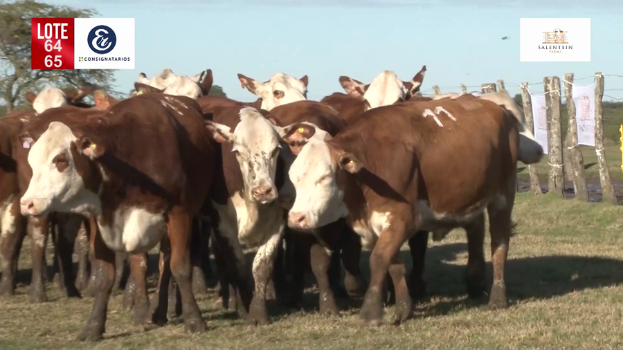 Lote Vaquillas Braford Generales-Preñadas IATF (17-12-2021) y Servicio Colectivo (27/12/21 al 05/02/22)