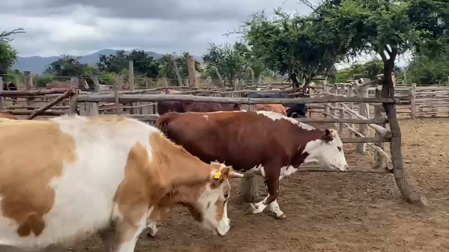 Lote 25 Novillo Engorda La Ligua, V  Región Valparaíso