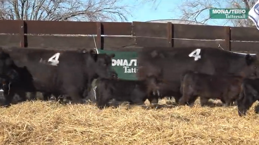 Lote Vaquillas  con Crias Me Ken