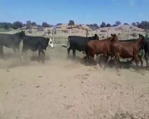 Lote 110 Terneros en Tintina, Santiago del Estero